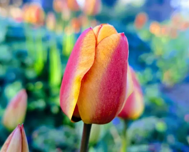 Close-up of a tulip in spring in an English garden.
