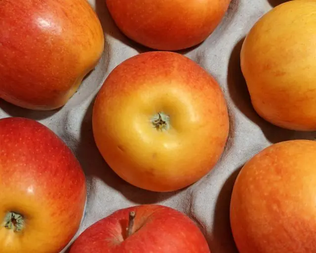 Close-up of red and yellow apples in a cardboard tray.
